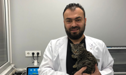 Evcil hayvanlarda yüksekten düşmeyle çok sık karşılaşılıyor